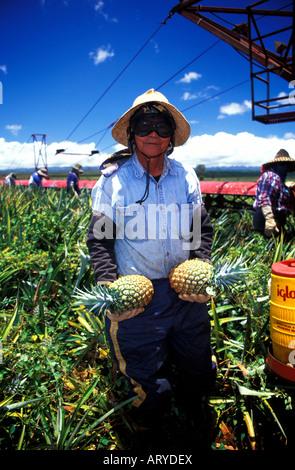 Les ramasseurs d'Ananas travailler dans les champs d'ananas de la Plantation Dole situé dans les plaines centrales d'Oahu. Banque D'Images