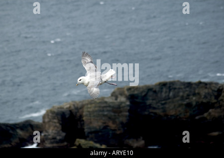 Fulmar en vol l'île de Clare Co Mayo Banque D'Images