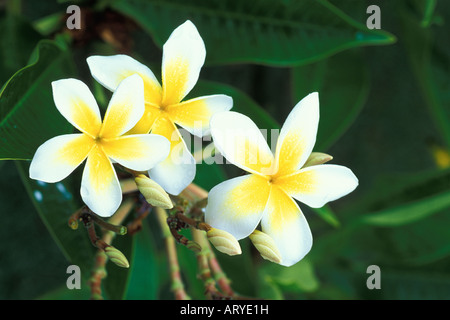 Plumeria, ou frangipani (apocynacae), une fleur parfumée souvent utilisé en lei de décisions Banque D'Images
