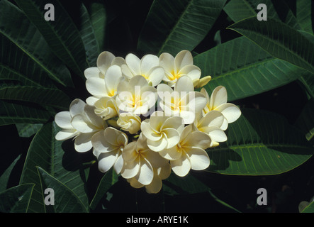 Plumeria blanc et jaune, ou frangipani (apocynacae) Banque D'Images