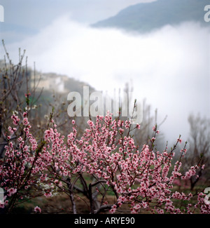 Fleur de cerisier au printemps dans la région de Capileira, le plus haut village Alpujarra de la Sierra Nevada en Andalousie Le sud de l'Espagne Banque D'Images