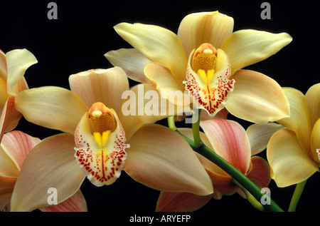 Les fleurs d'Orchidées Cymbidium sur leurs tiges lisses Banque D'Images