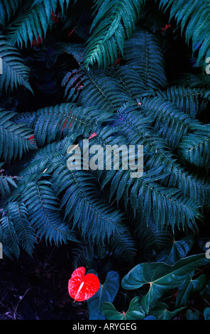 Anthurium et hapuu fern Banque D'Images