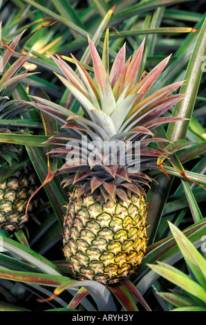 L'ananas dans les champs d'ananas Dole, Wahiawa, Île d'Oahu Banque D'Images