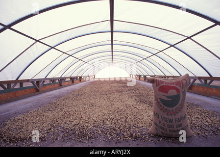 Le séchage des grains de café de Kona à vue sur la baie de Kealakekua, Fermes Banque D'Images