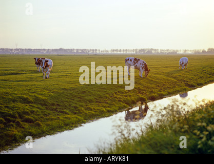 Des vaches paissent dans les terres agricoles aux Pays-Bas Banque D'Images