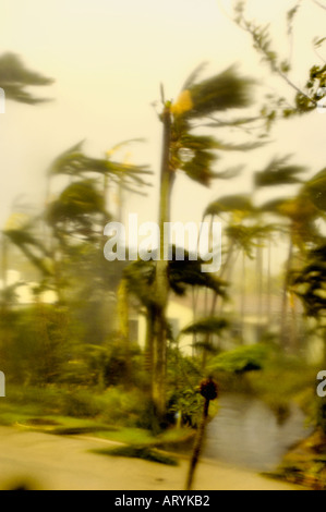 Floride l'ouragan tempête soufflant à travers les palmiers avec les vents à grande vitesse dans une rue résidentielle de plage Palm Beach Comté Banque D'Images