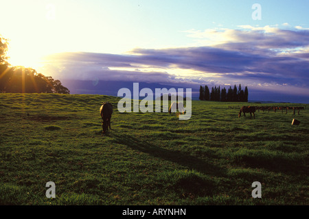 Les chevaux qui paissent dans les pâturages verts sur le Ranch Haleakala au coucher du soleil dans l'arrière-pays au-dessus de la ville de Maui à Makawao Banque D'Images