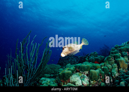 Plus de barrière de corail Trunkfish tacheté Lactophrys bicaudalis Mer des Caraïbes-Tobago Banque D'Images