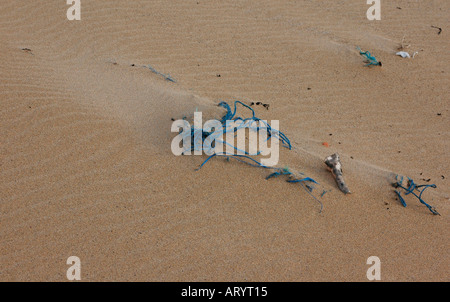 Corde bleu à moitié enfoui dans le sable à la dérive. Banque D'Images