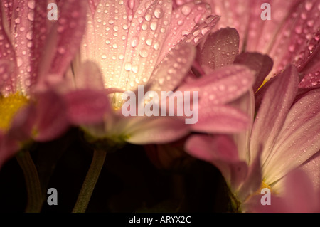 Pétales de chrysanthème Banque D'Images