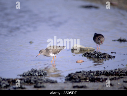 Chevalier arlequin Tringa totanis nourrir le long du rivage. Banque D'Images