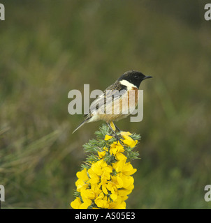 Saxicola torquata Stonechat mâle sur l'ajonc brin sur Wester Ross moorland GBIM 1030 Banque D'Images