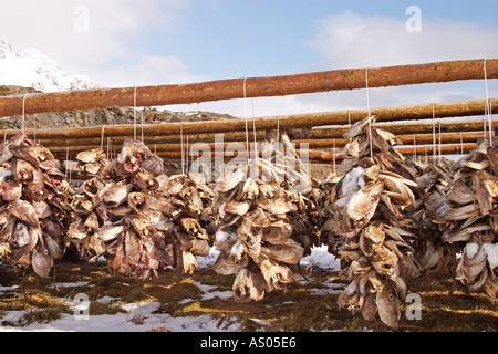 Cod s généraux à Lofoten, Norvège Banque D'Images