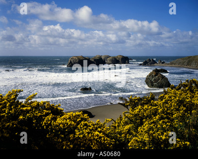 Fleurs d'ajonc Scotch jaune le long de la côte sud de l'Oregon dans la petite ville de Bandon Banque D'Images