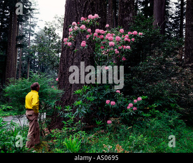 Redwood National Park en Californie du Nord où un randonneur admire rhododendron en fleurs arbustes sous les grands arbres Banque D'Images