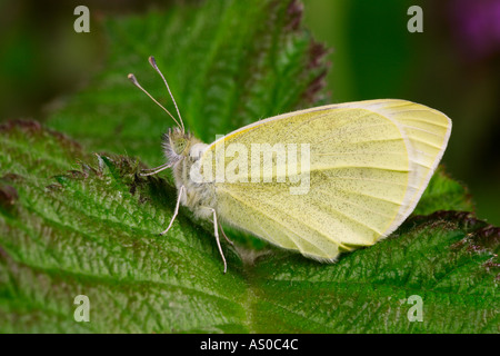 Pieris rapae petit blanc au repos sur bramble leaf bedfordshire potton Banque D'Images