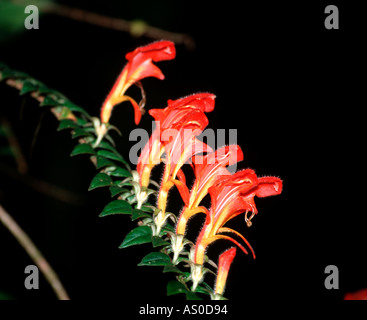 Fleurs en cascade Columnea microcalyx Costa Rica Banque D'Images