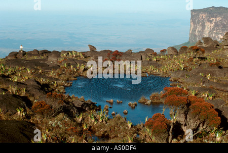 Piscine dans les rochers au sommet du mont Roraima, Gran Sabana, South Venezuela Banque D'Images