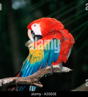 Ara rouge Ara macao Costa Rica Banque D'Images