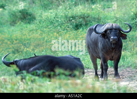 Buffle syncerus caffer se vautrer dans mudhole dans le Parc National de Nairobi Kenya Afrique Banque D'Images