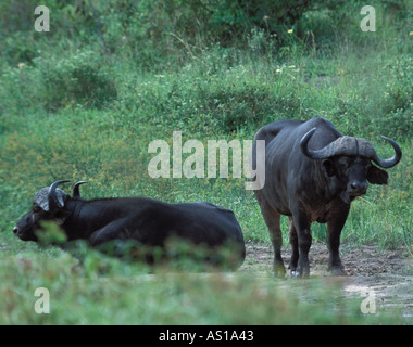 Buffle se vautrer dans le parc national à Nariobi mudhole Kenya, Afrique. Banque D'Images