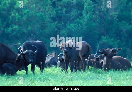 Troupeau de jeunes ou d'Afrique, Syncerus caffer buffle, le Parc National de Nairobi Kenya Afrique Banque D'Images