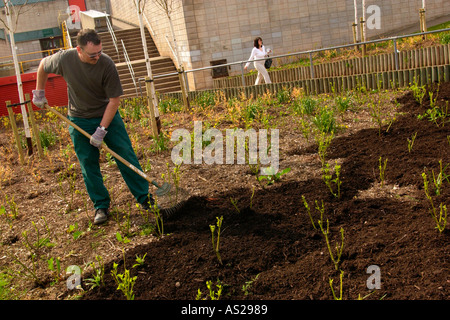 Les travailleurs du conseil municipal à l'aide d'un paillis de compost comme il a été fait à partir de déchets de jardin intérieur maisons dans Newport South Wales UK Banque D'Images