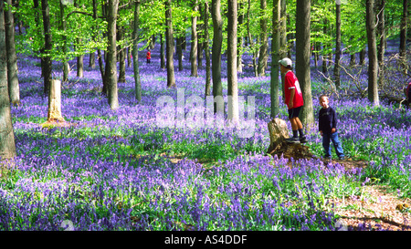 Jacinthes des bois Ashridge - Buckinghamshire Banque D'Images