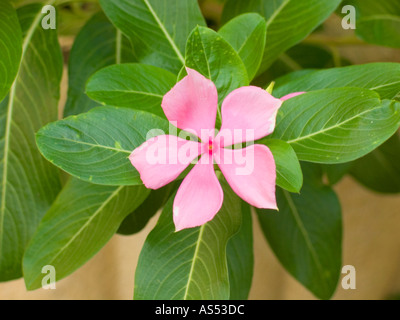 Vinca rosea, Catharanthus roseus, Madagascar pervenche rose Banque D'Images