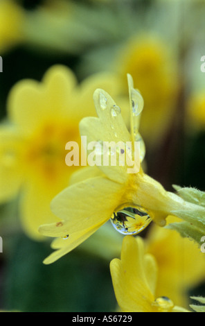 [Primrose Primula vulgaris] pluie humide fleur Banque D'Images