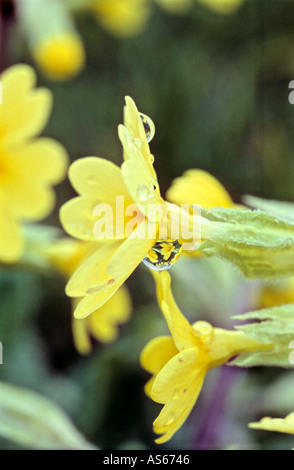 [Primrose Primula vulgaris] pluie humide fleur Banque D'Images