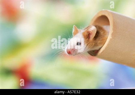 Souris fantaisie, Souris (Mus musculus domesticus) à la recherche d'une pipe Banque D'Images