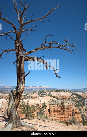 Bryce Canyon Utah USA Banque D'Images