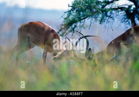 Deux hommes des bois de verrouillage impala qui se battent pour défendre leurs harems et territoire Masai Mara National Reserve Afrique Kenya Banque D'Images