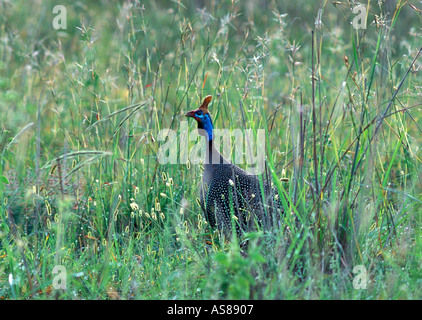 Pintade de Numidie Numida meleagris dans les herbes sauvages de la Réserve nationale du Masai Mara Kenya Afrique Banque D'Images