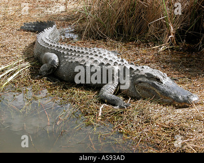 Shark Valley Visitor s Center Parc National des Everglades en Floride Tamiami Trail Banque D'Images