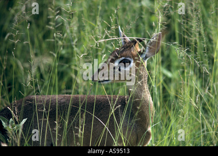 Portrait de l'antilope hôtel dikdik dans les hautes herbes dans la réserve nationale de Samburu, Kenya Afrique de l'Est Banque D'Images