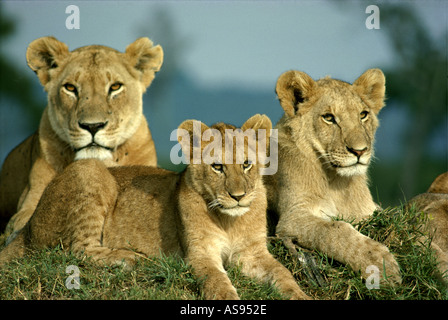 Lionne mature avec deux demi-cultivé d'oursons dans la Masai Mara National Reserve Kenya Afrique de l'Est Banque D'Images