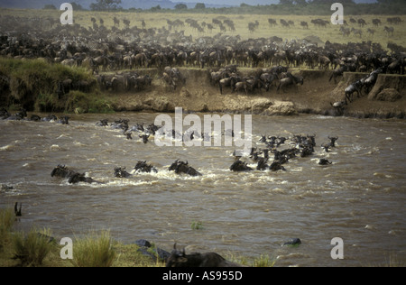 Gnous et zèbres commun piscine la rivière Mara Masai Mara National Reserve Kenya Afrique de l'Est Banque D'Images