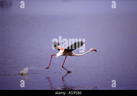Une plus grande Flamingo dans le but de décoller sur l'eau du lac Magadi Ngorongoro Crater Tanzanie Afrique de l'Est Banque D'Images
