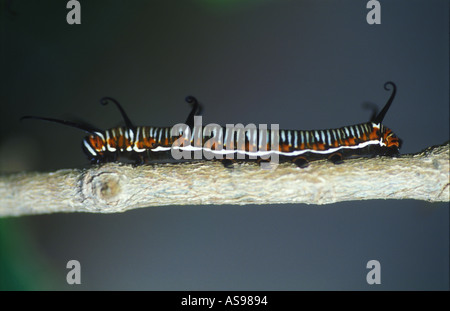 Ficus australien sur caterpillar du Sud-Est du Queensland 3108 Banque D'Images