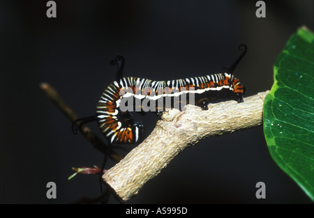 Ficus australien sur caterpillar du Sud-Est du Queensland 3082 Banque D'Images