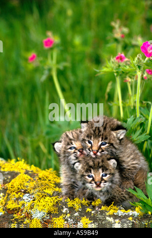 Mo4-81 BÉBÉ LYNX ROUX ET DE FLEURS Banque D'Images