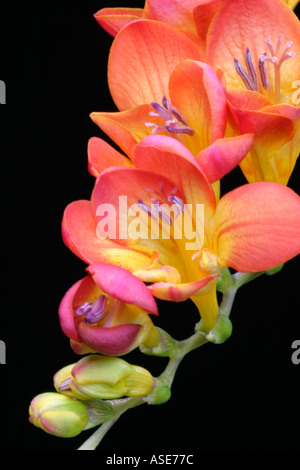 Photographie Macro de tige coupée de couleur flamme Freesia fleurs, avec des tons de jaune et orange à rouge. Banque D'Images