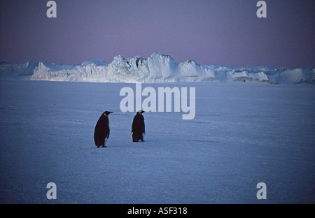 Manchot Empereur Aptenodytes forsteri 2 sur la glace de mer falaises de glace plate-forme de Ross Cap Crozier l'île de Ross en Antarctique twilight Banque D'Images