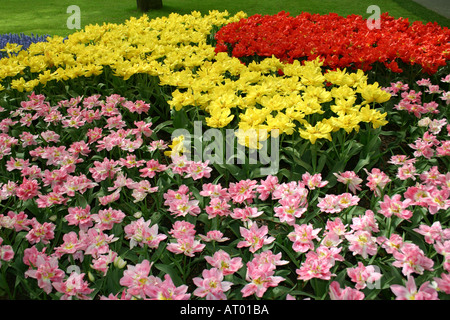 Parterres de tulipes à Keukenhof Spring Gardens South Holland aux Pays-Bas Banque D'Images