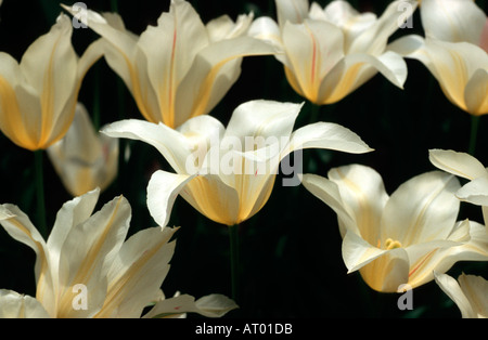 Tulipes blanches au printemps Keukenhof Gardens South Holland aux Pays-Bas Banque D'Images