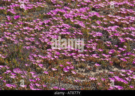 Tété ou angulaire Tété (Carpobrotus glaucescens) fleurs rive du lac Grace Australie Occidentale Octobre Banque D'Images