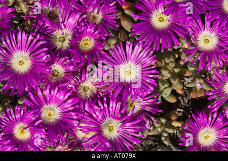 Tété ou angulaire Tété (Carpobrotus glaucescens) fleurs rive du lac Grace Australie Occidentale Octobre Banque D'Images